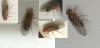 Drosophila melanogaster